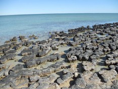 Hamelin Pool Stromatolites.jpg